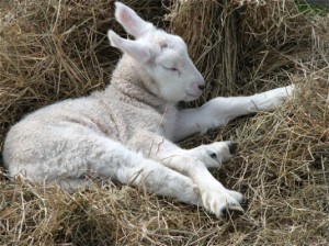 lamb1