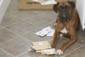 dog-paperwork
