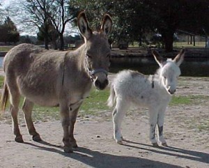 donkey