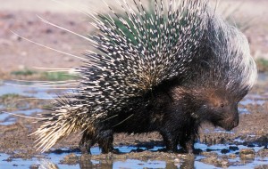 Porcupine at water {Hystrix africaeaustralis} Damaraland, Namibia