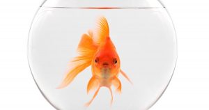 goldfish-floating-in-bowl-on-a-white-background