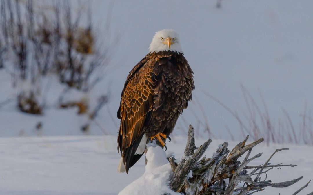 Eagles