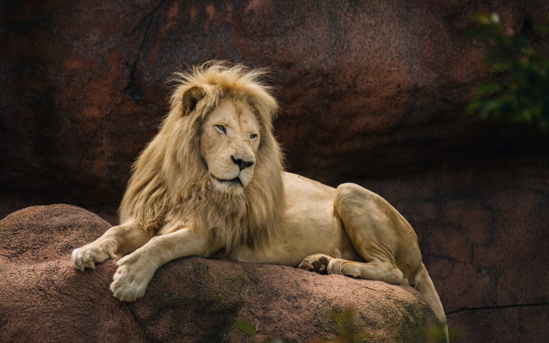 Lion Chasers